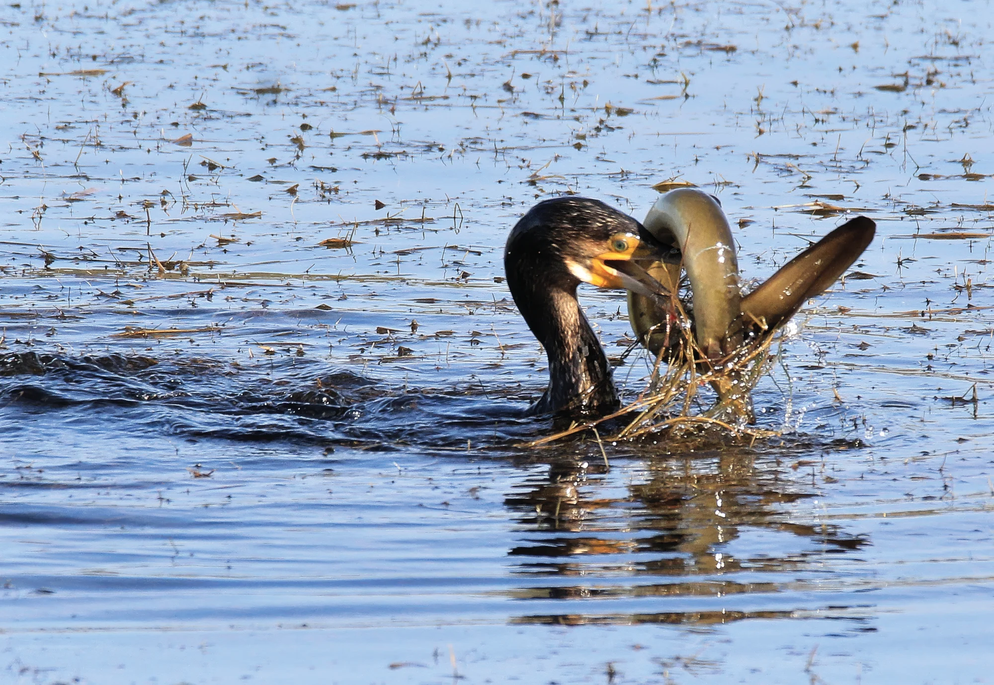 La Albufera des Grau · fotografía de Caty Pascual