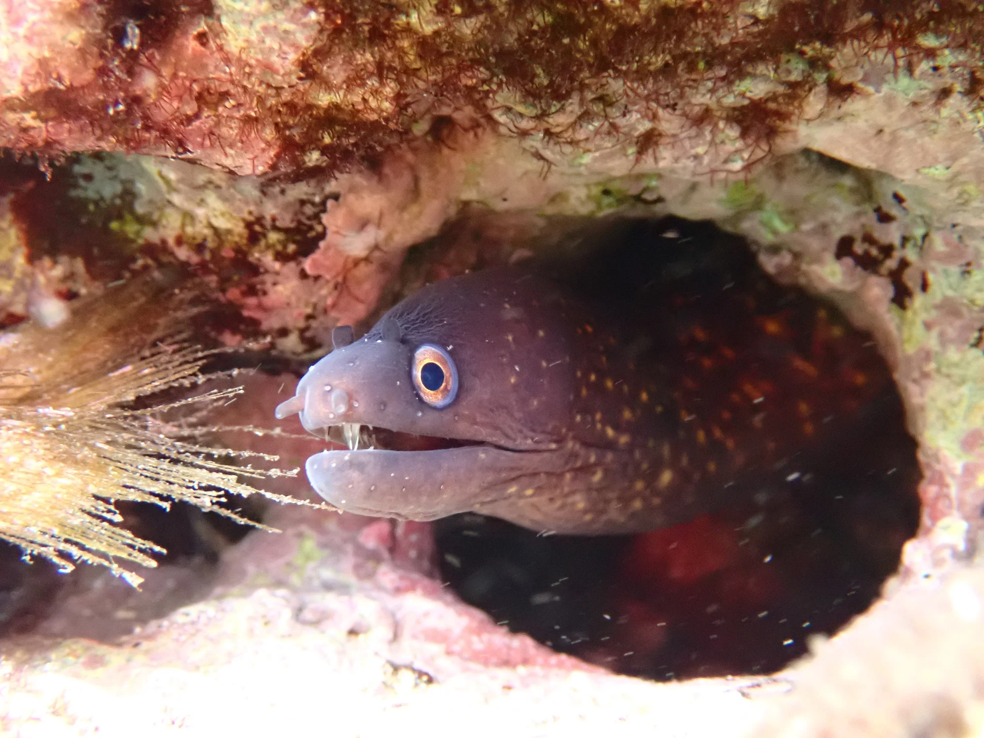 Reserva marina de l’Illa de l’Aire · fotografía de Raül Triay