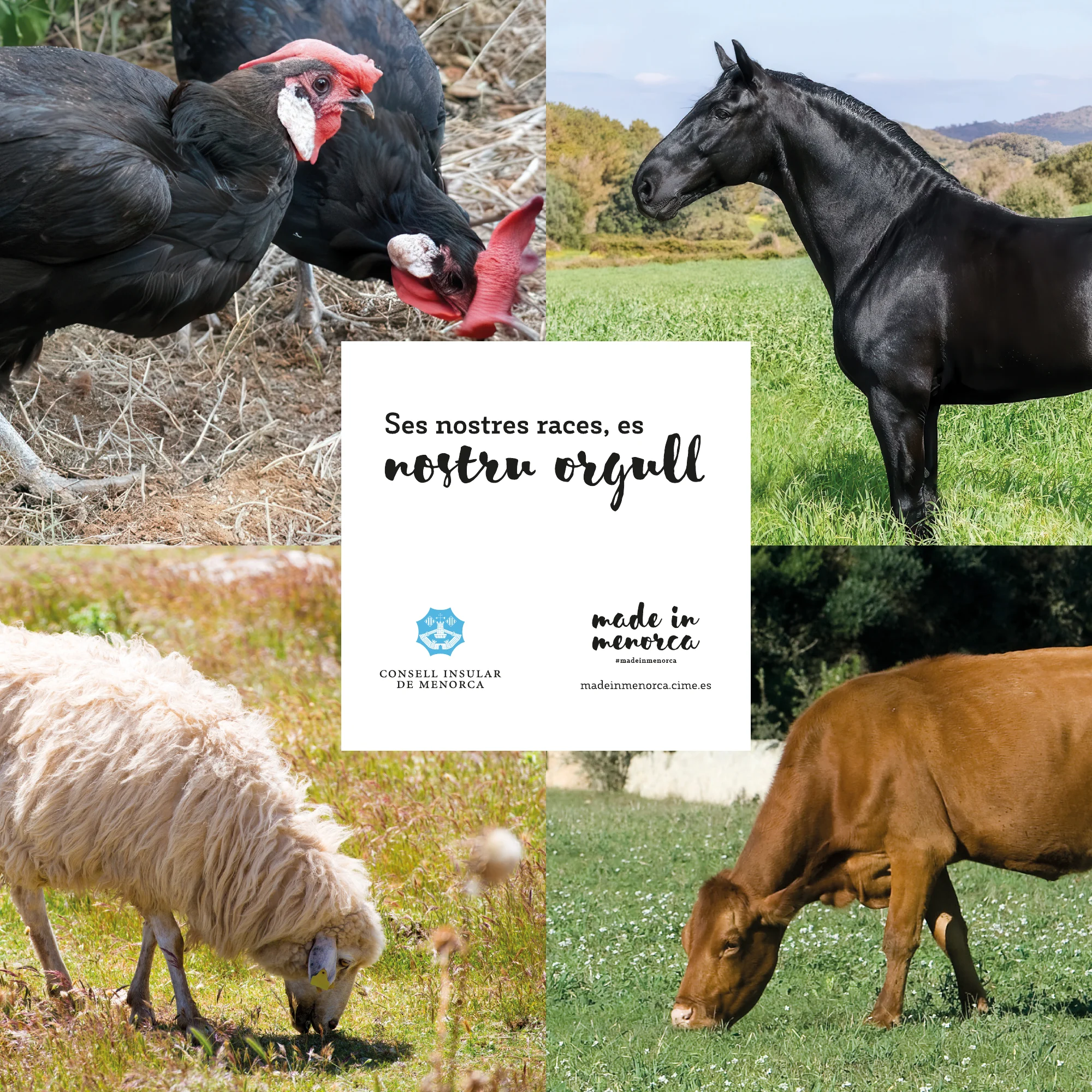 Anuncio SES NOSTRES RACES-Made-in-Menorca — anuncio completo