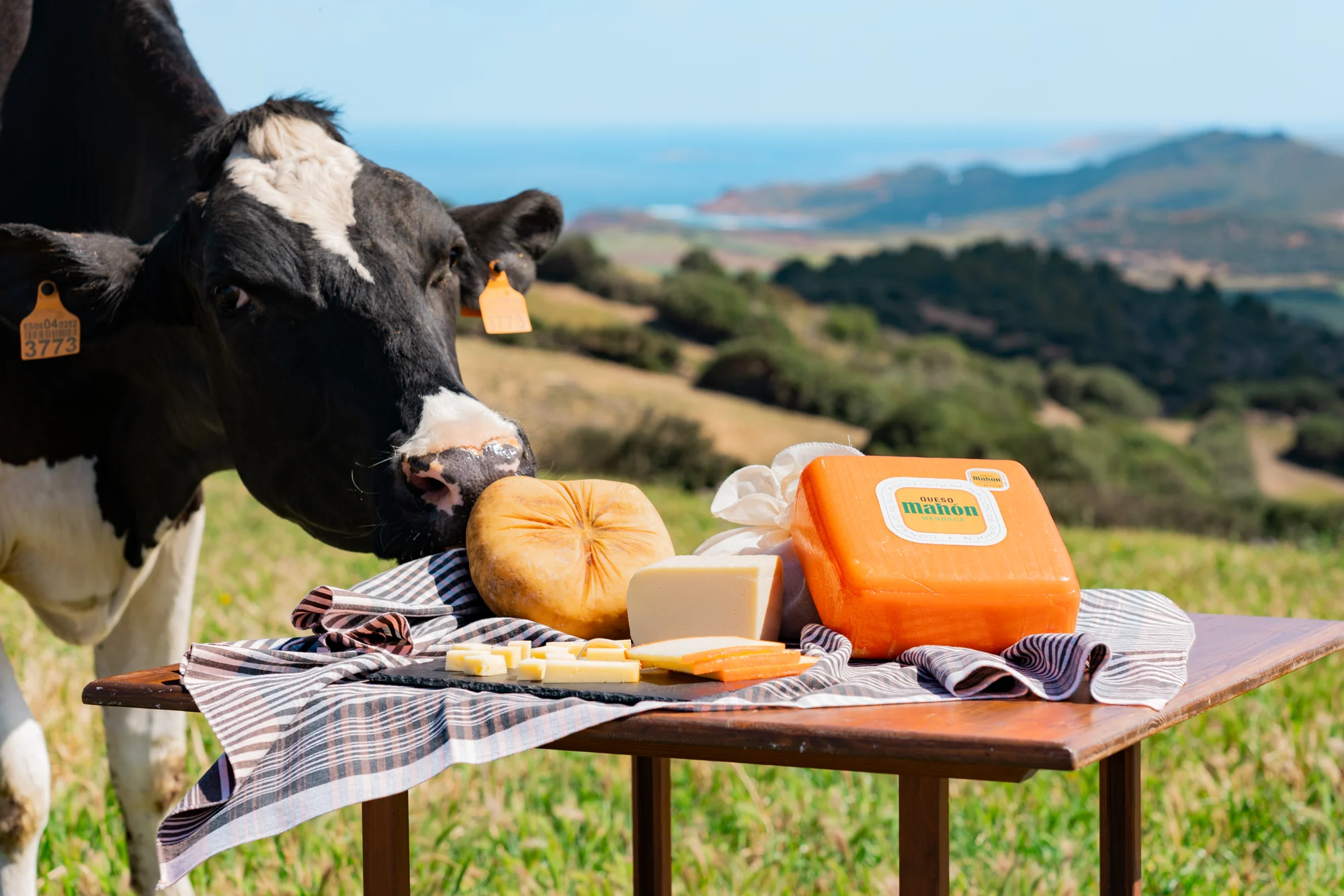 El queso Mahón-Menorca. Un producto único, esencia de la isla · fotografía de CRDOP QUESO MAHÓN - MENORCA