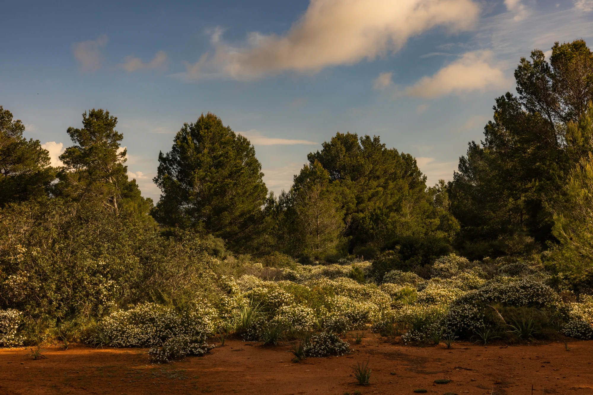 La fascinante historia de la miel de Menorca · fotografía de Antoni Anglada
